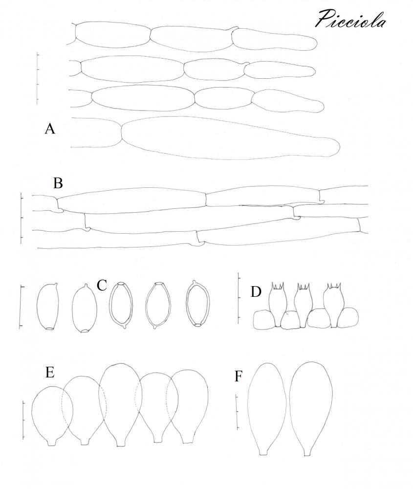 Tavola di microscopia  .jpg