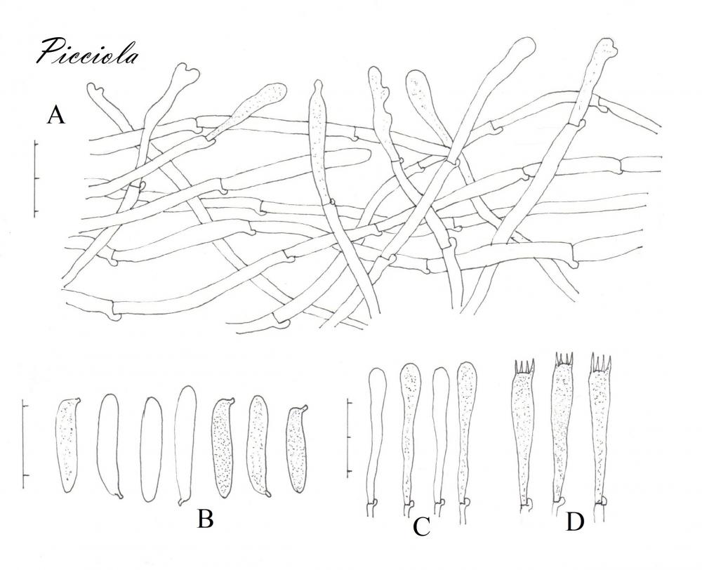 Tavola di microscopia  - finale  .jpg