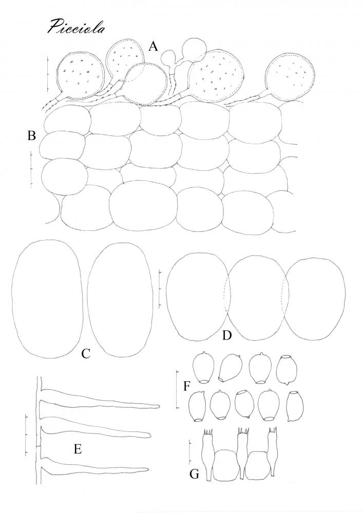 Tavola di microscopia .jpg